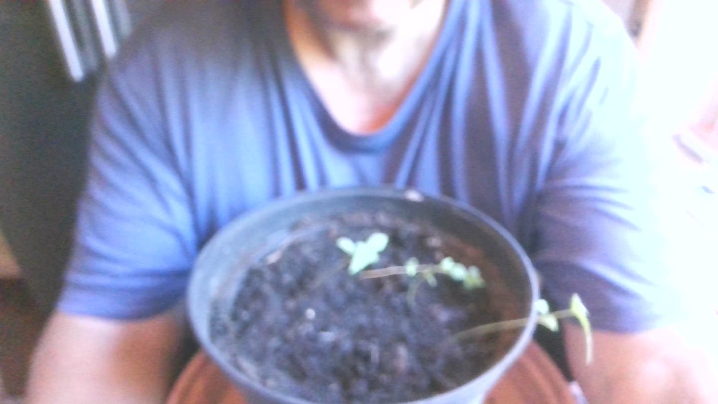 Customer photo review of Purple Haze 040 Cannabis Samen - Extra Strong - Feminisierte Autoflowering Samen