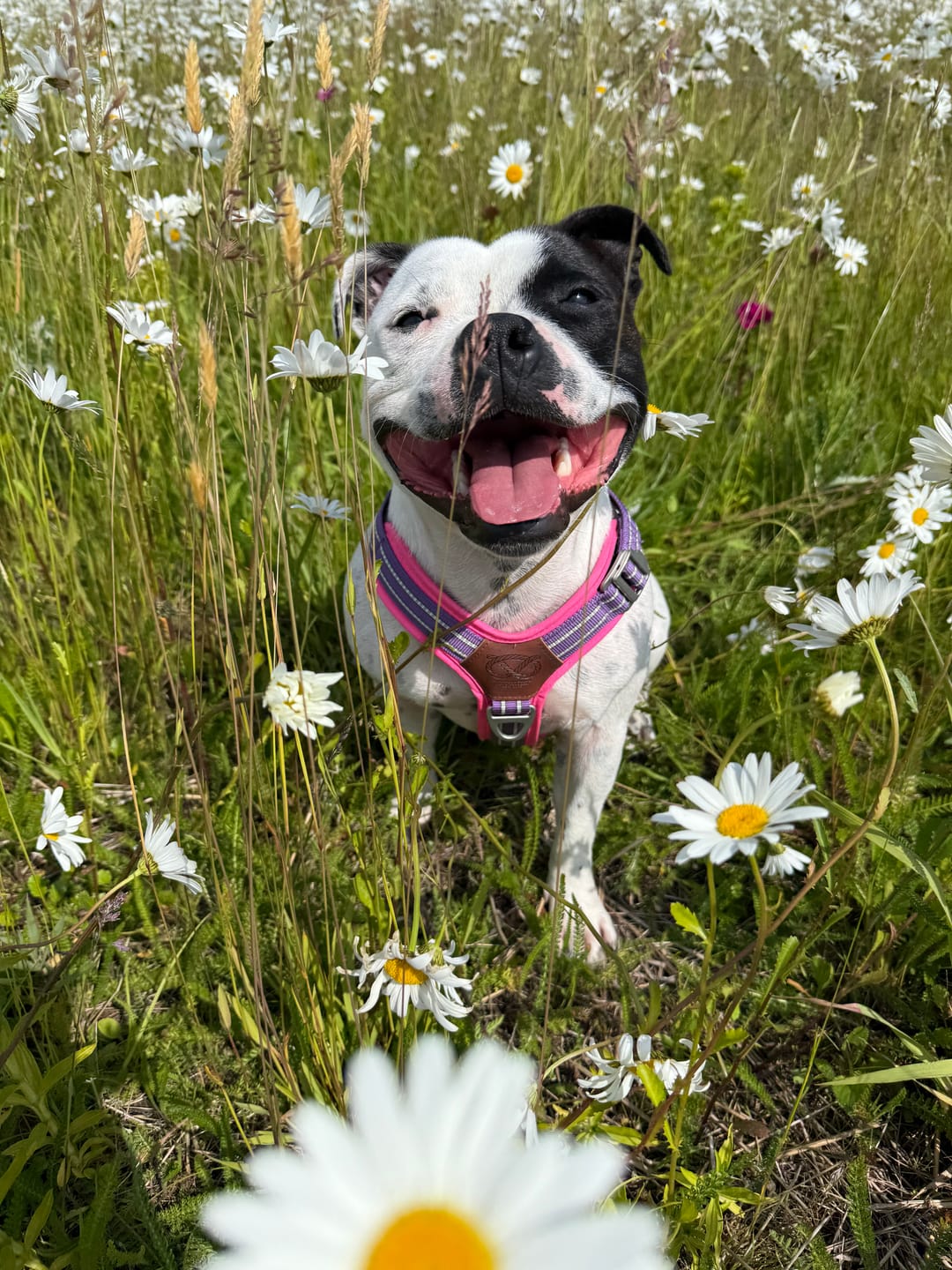 Customer photo review of Staffordshire Bull Terrier 1935® Harness & Leash Set - Purple & Neon Pink