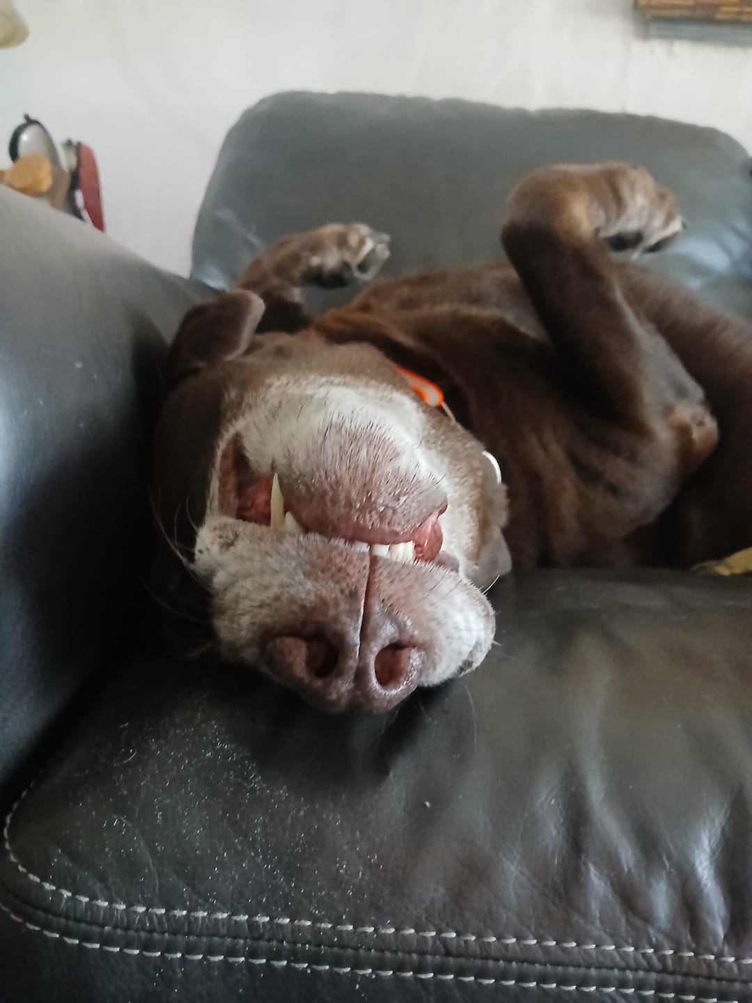 Customer photo review of 12 Inch Braided Jerky Stick