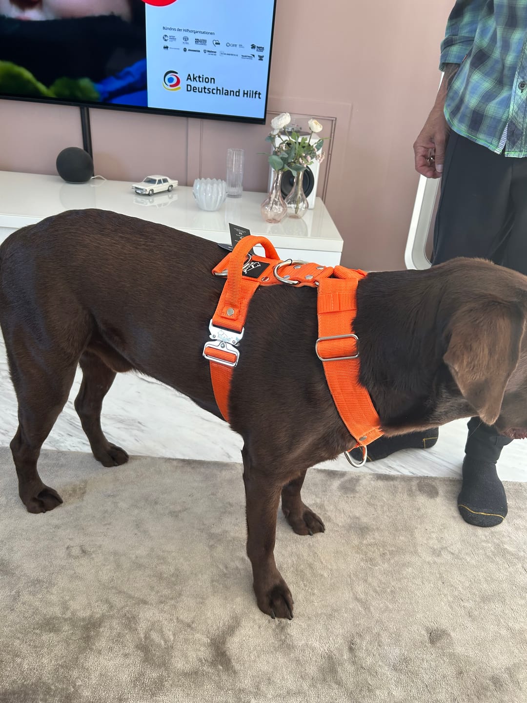 Customer photo review of Easy Walk Extreme Orange - Sele med snabbspänne