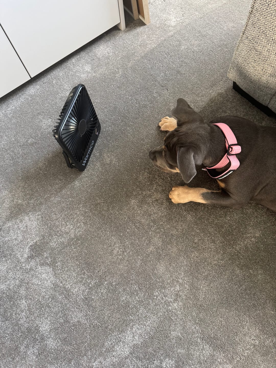 Customer photo review of 2.5cm Combat® Collar | With Handle & Secure Clip - Pink