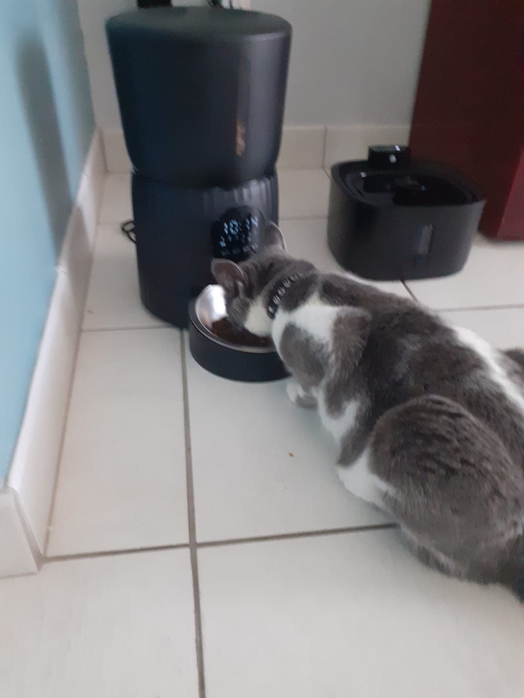 Customer photo review of Pâtée Volaille & Légumes (x16) - Chat