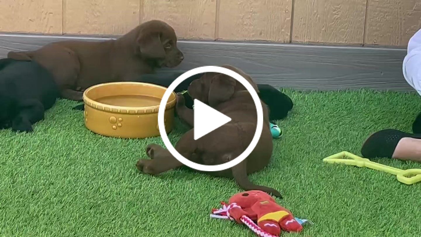 Customer video review of Funny Chocolate & Black