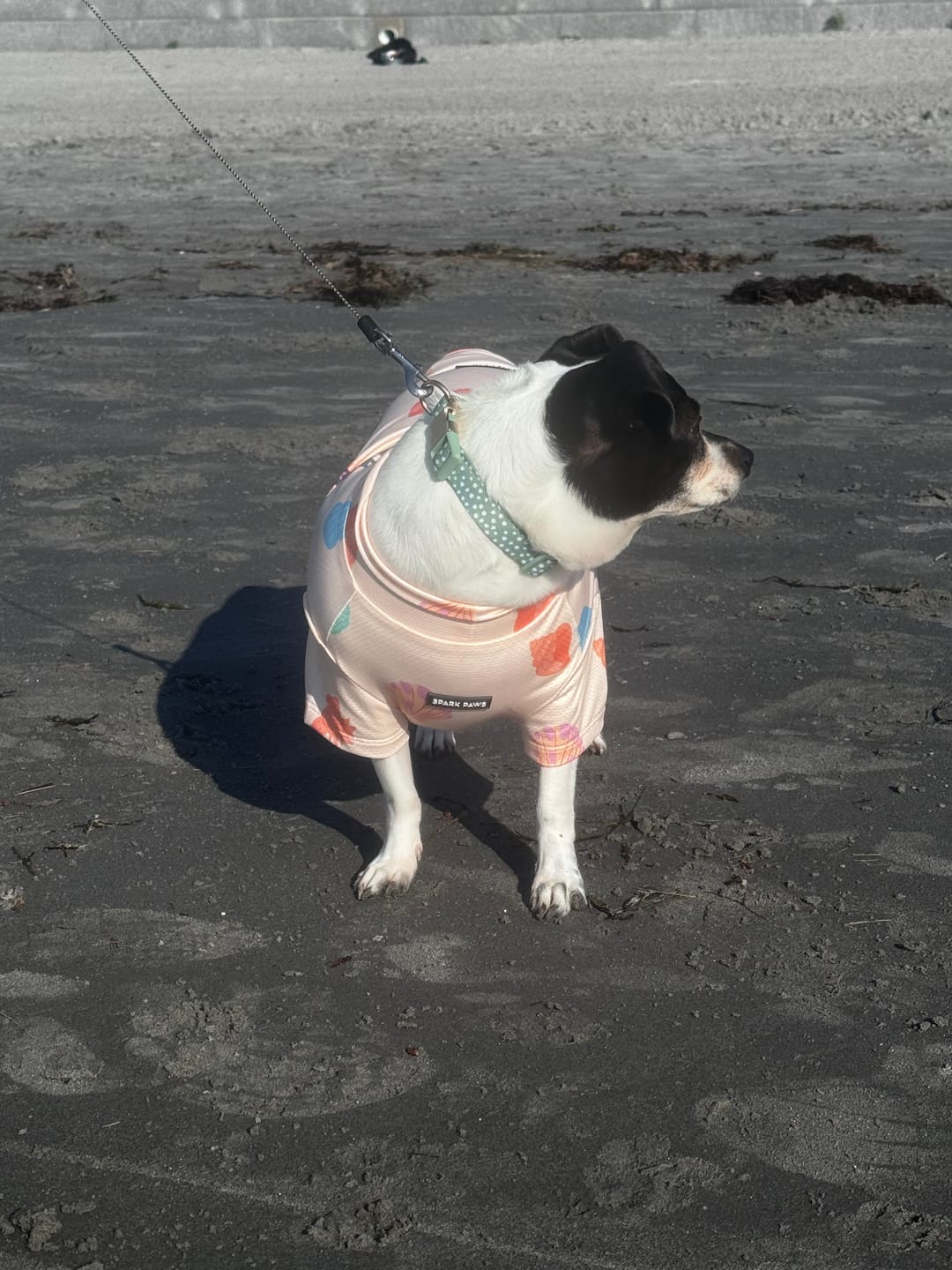 Customer photo review of Sunblock Dog T-Shirt - Seashell