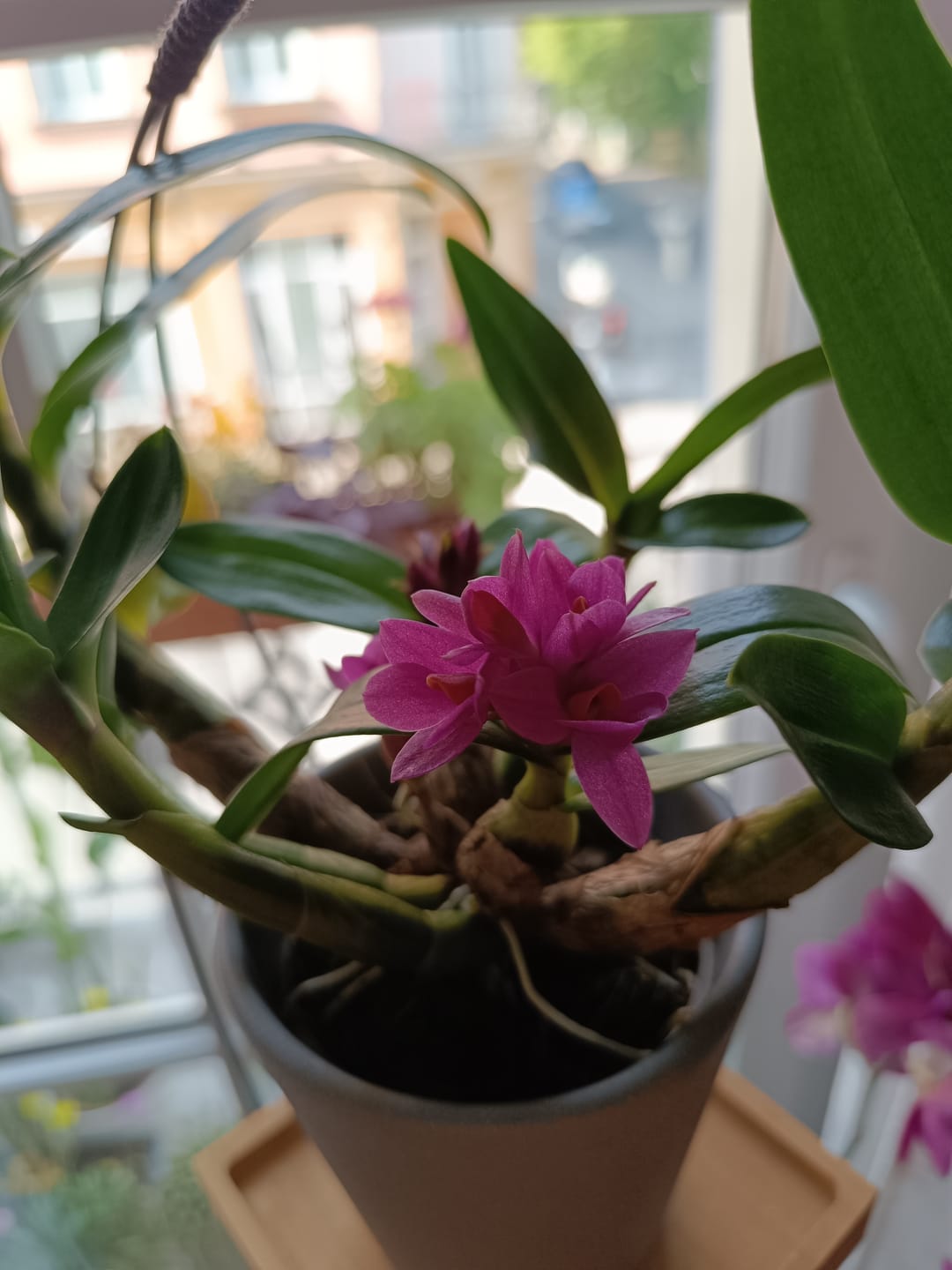 Customer photo review of Dendrobium Hibiki mit pinken Blüten