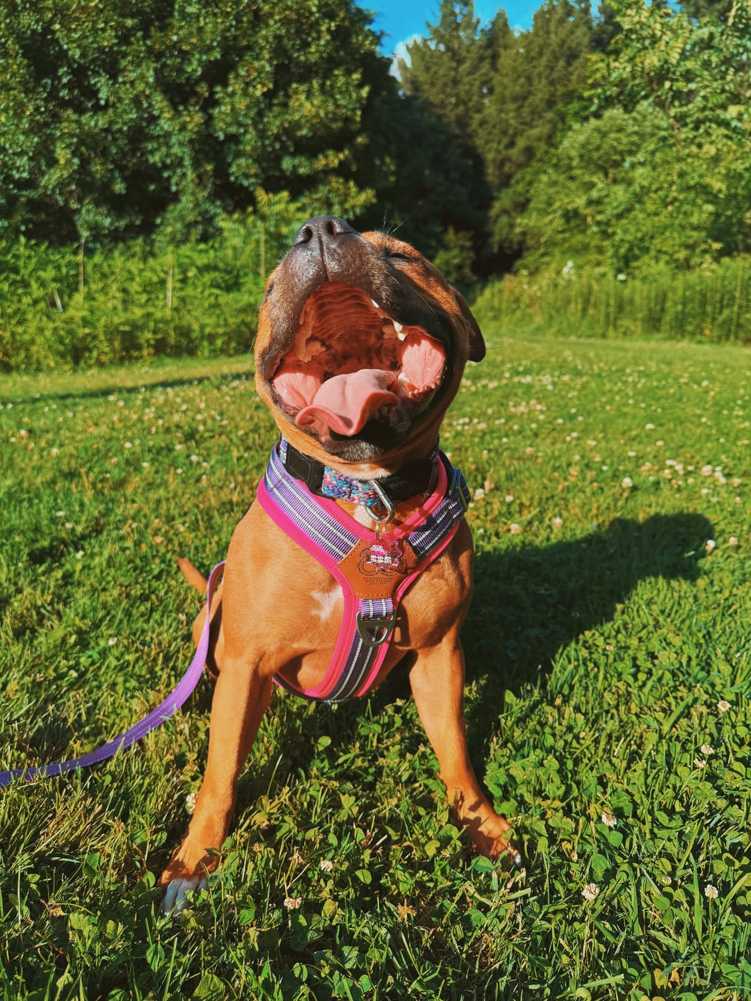 Customer photo review of Staffordshire Bull Terrier 1935® Harness & Leash Set - Purple & Neon Pink