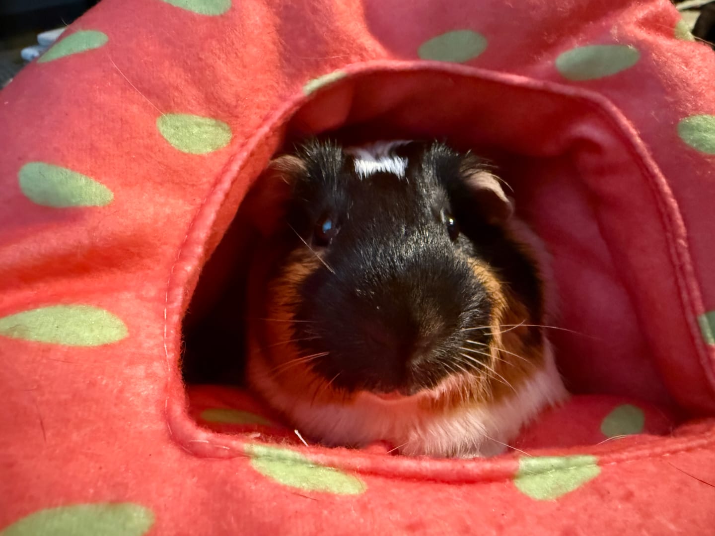 Customer photo review of Hide for guinea pigs | Strawberry