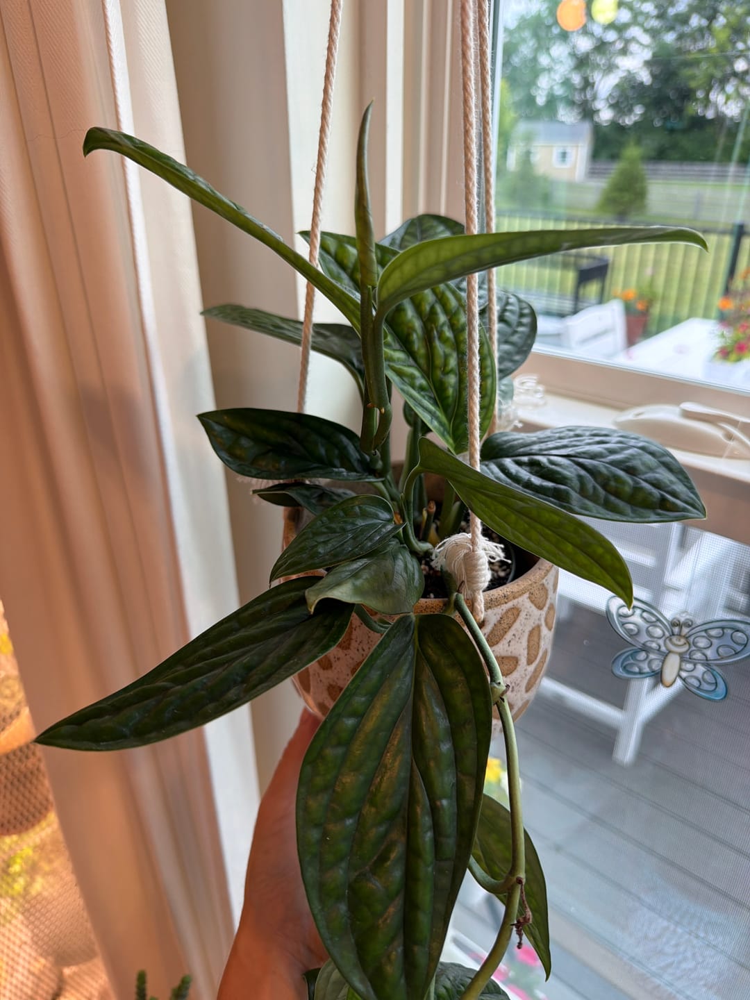 Customer photo review of Monstera sp. 'Peru'