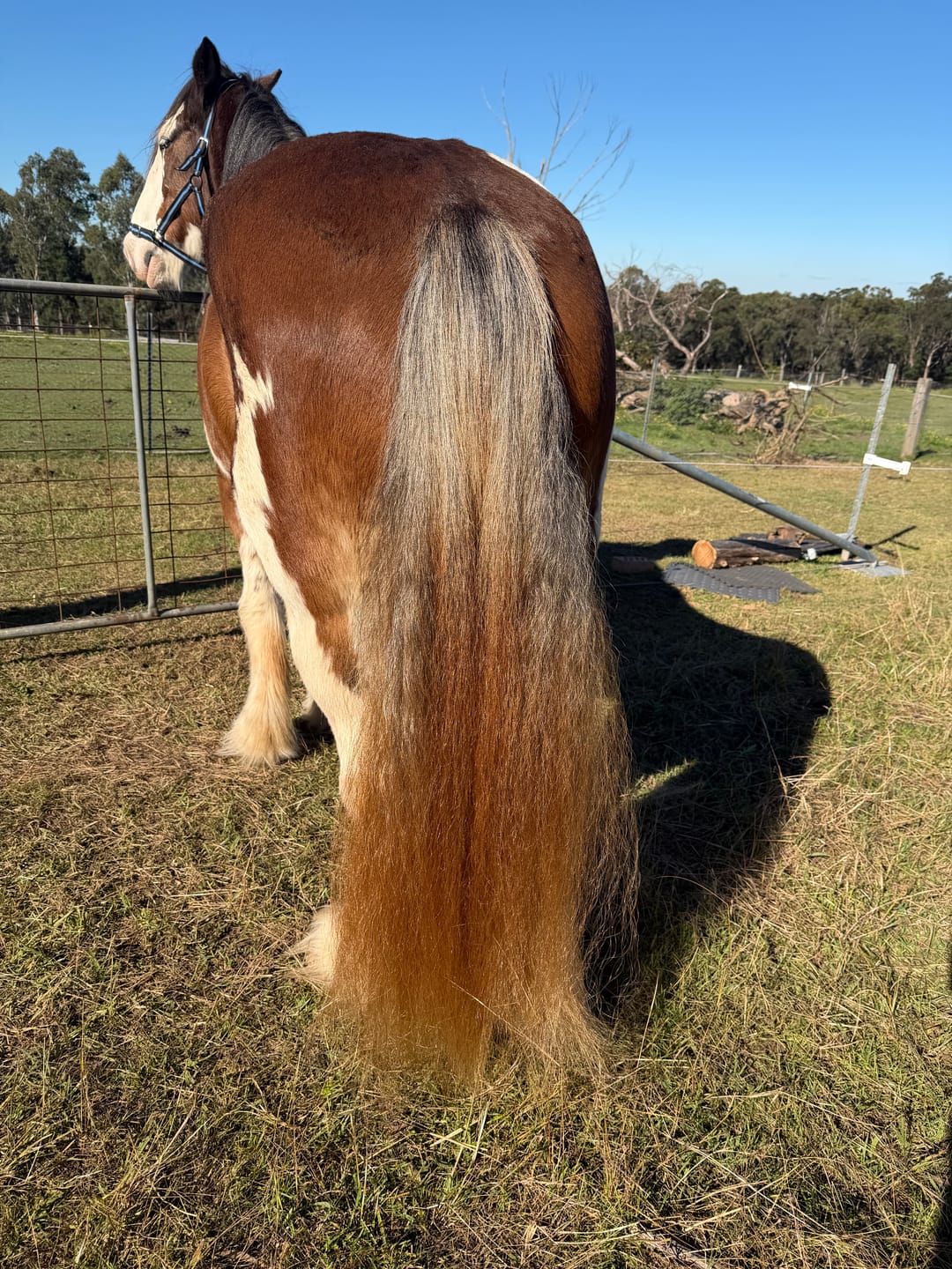 Customer photo review of Queen's Brush - Royal Mane & Tail Brush