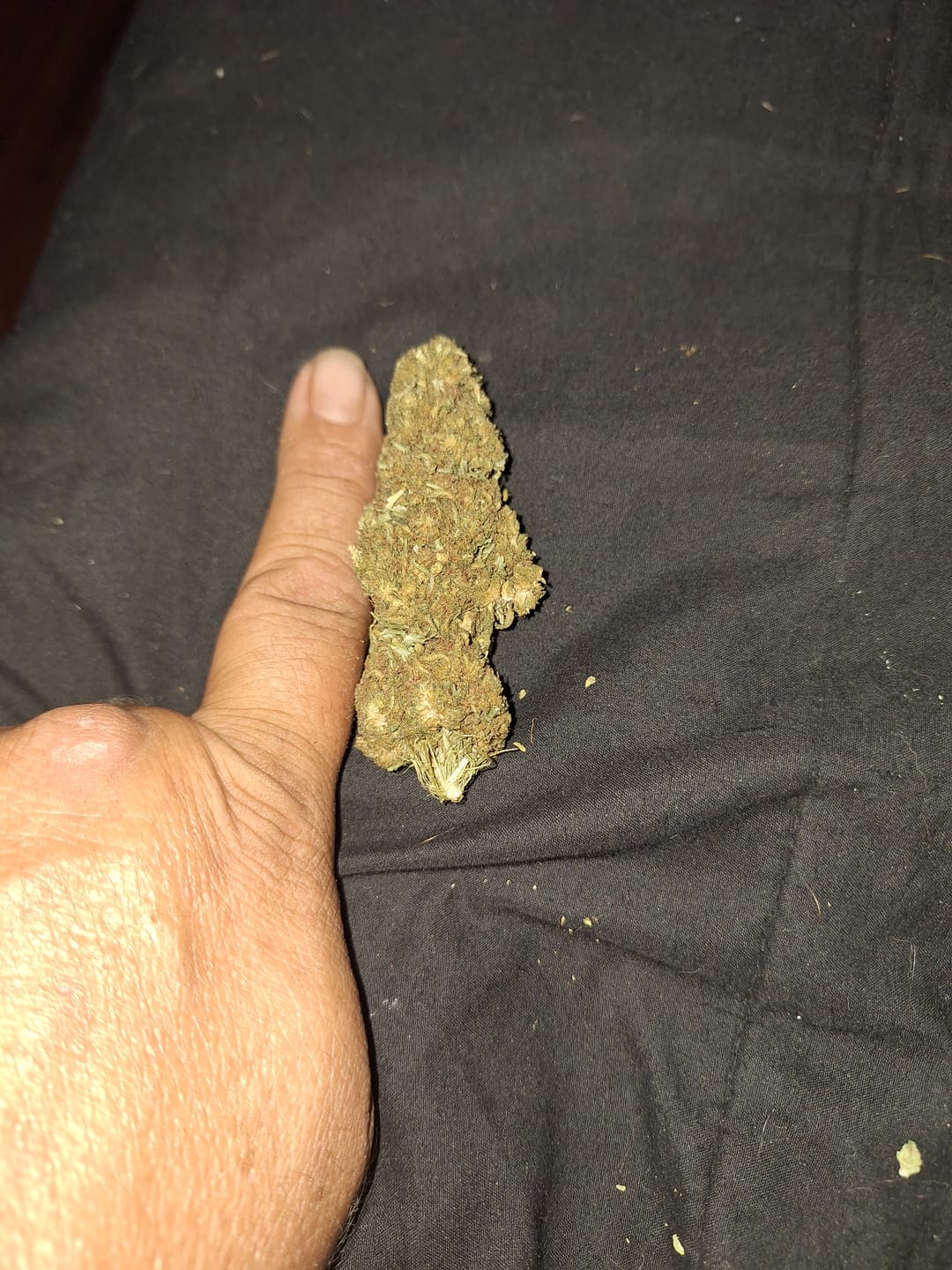Customer photo review of Purple Kush - Bulk - Indica