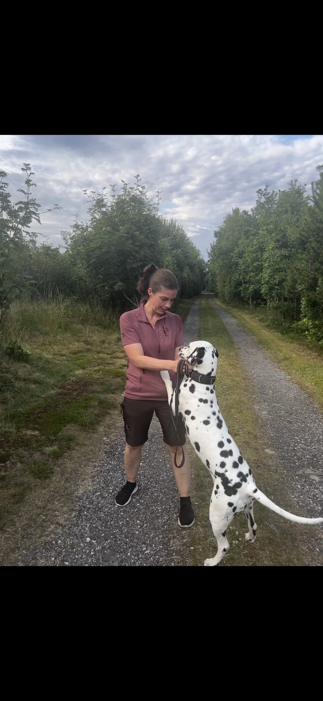 Customer photo review of FeelFree Dog Walker Zip T-shirt I Rosewood I Sammy