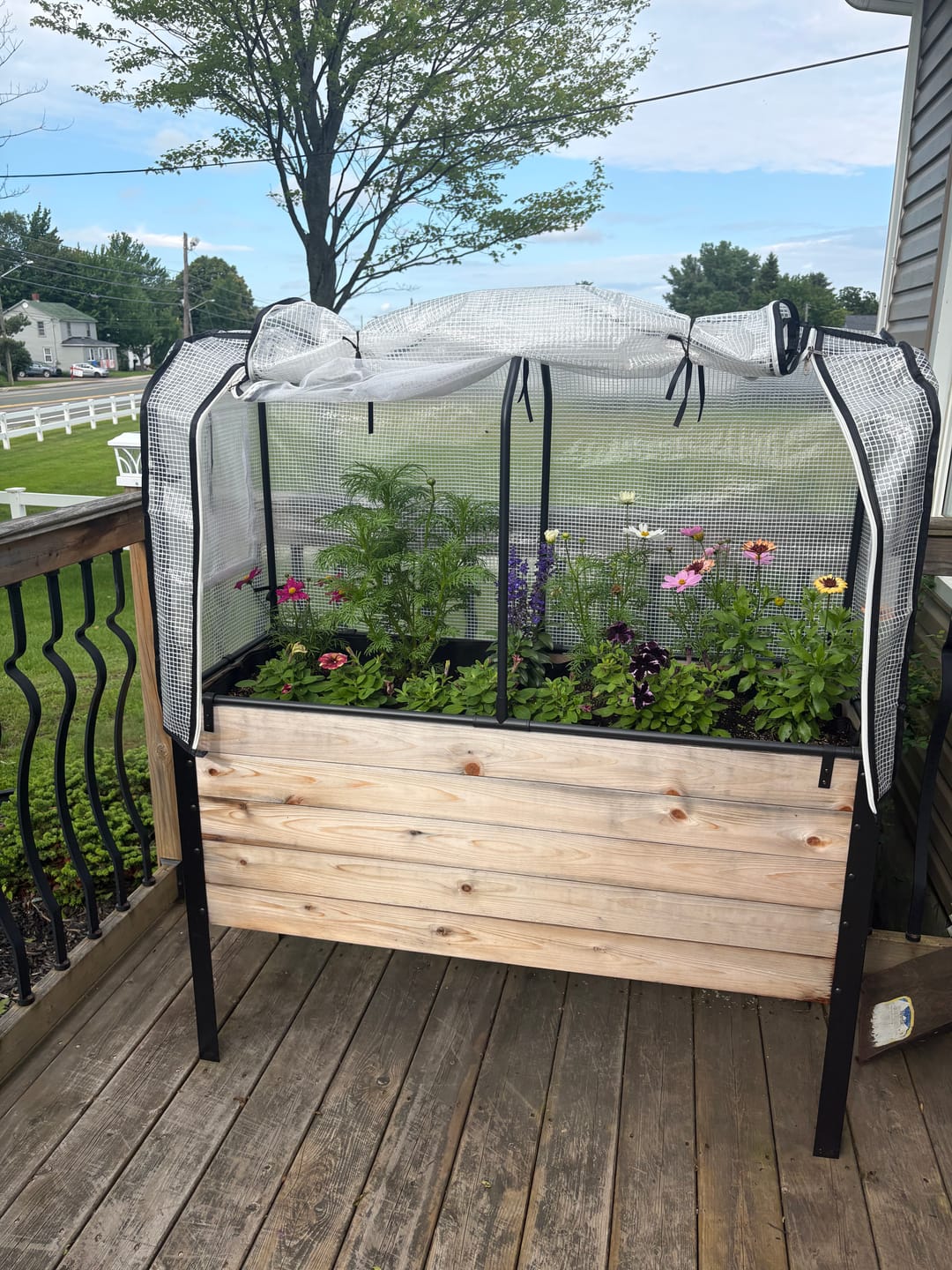 Customer photo review of Greenhouse Cover