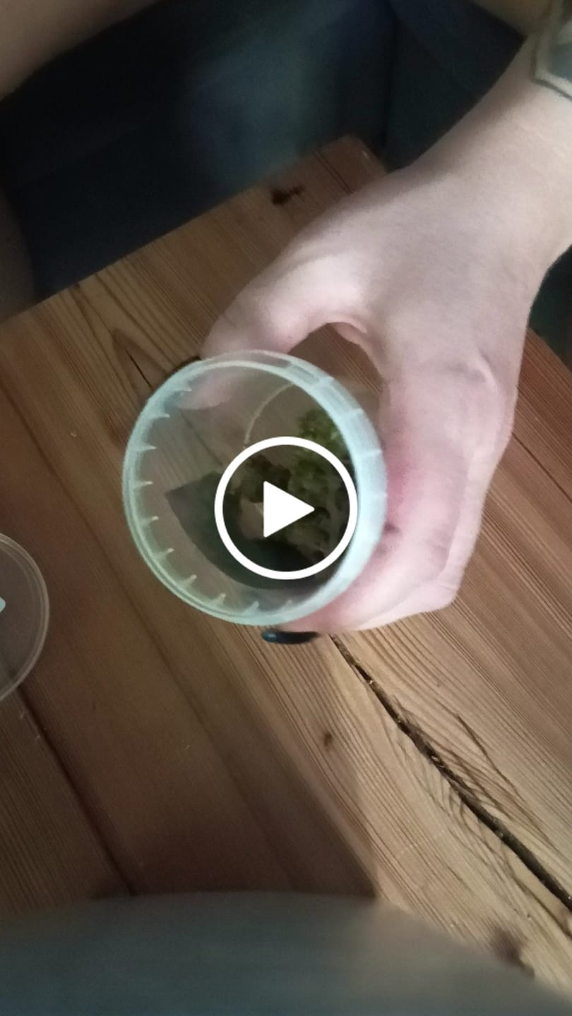 Customer video review of 🎂 Wedding Cake - Power LVL 5/5