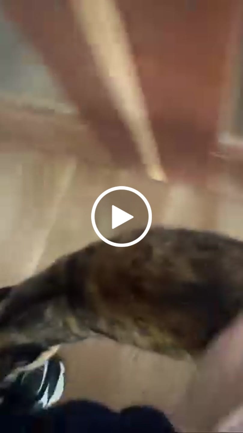Customer video review of Petbuds Flow Pet Drinking Fountain