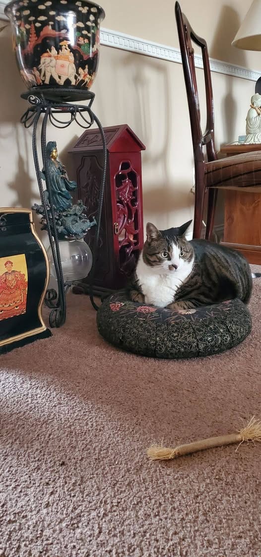 Customer photo review of 1-TDC Oral Health + Mobility Support for Cats