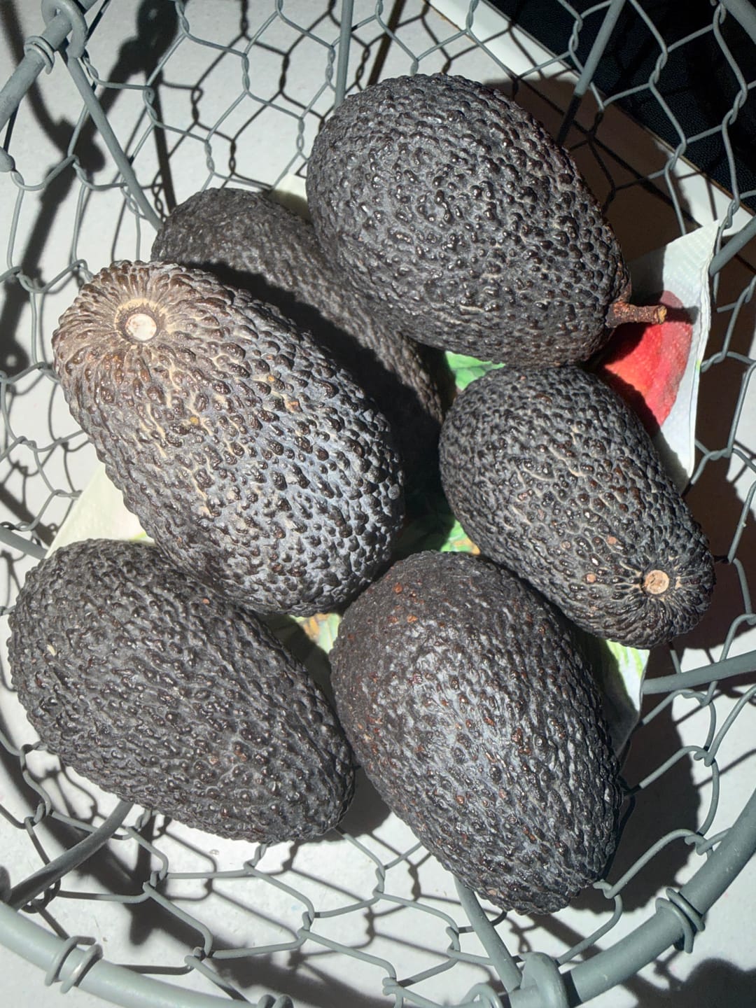 Customer photo review of Avocado Hass 13 Monate baumgereift Bio Kreta von Apostolis