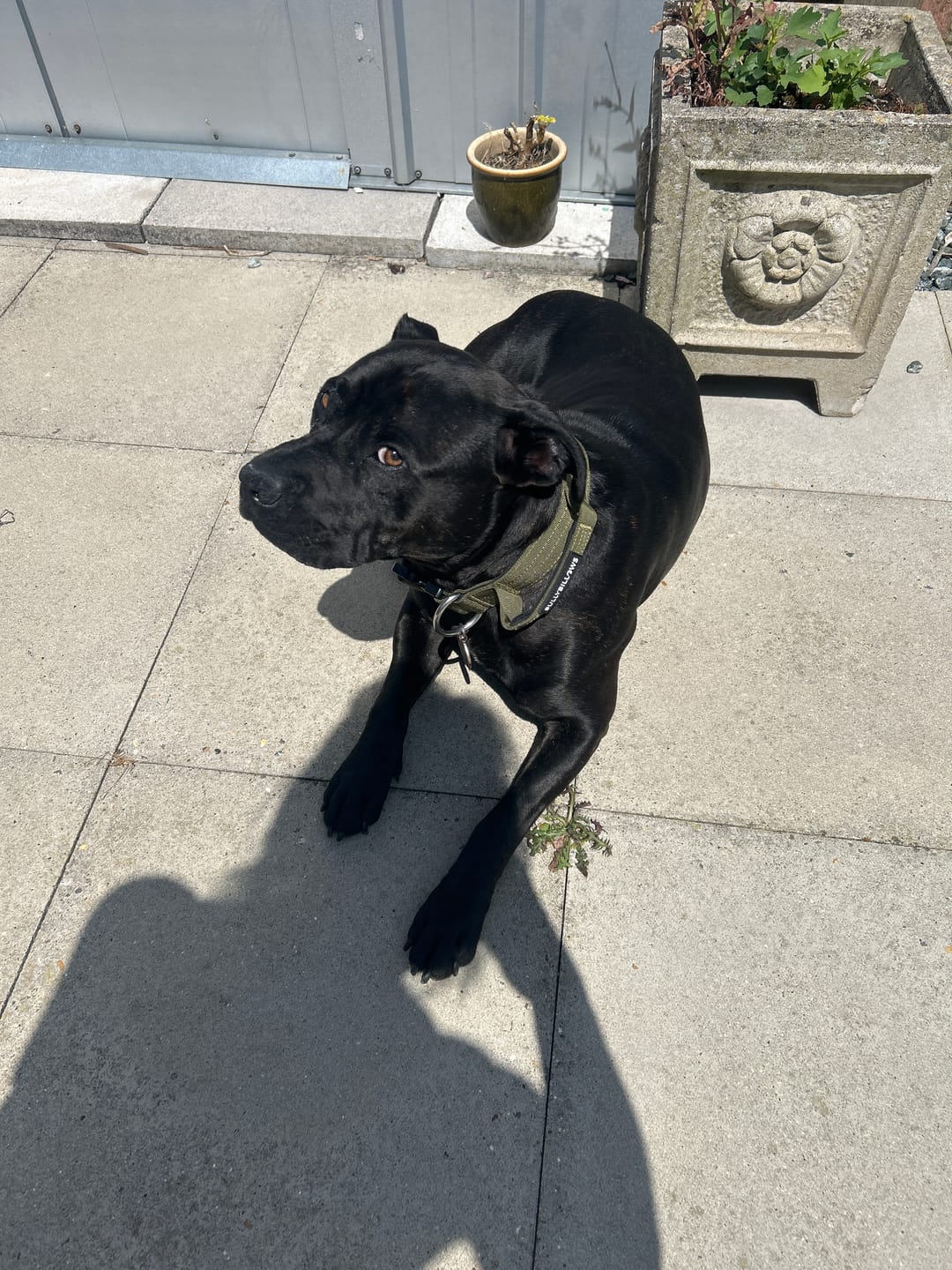 Customer photo review of 4cm Combat® Collar | With Handle & Secured Clip -  Khaki