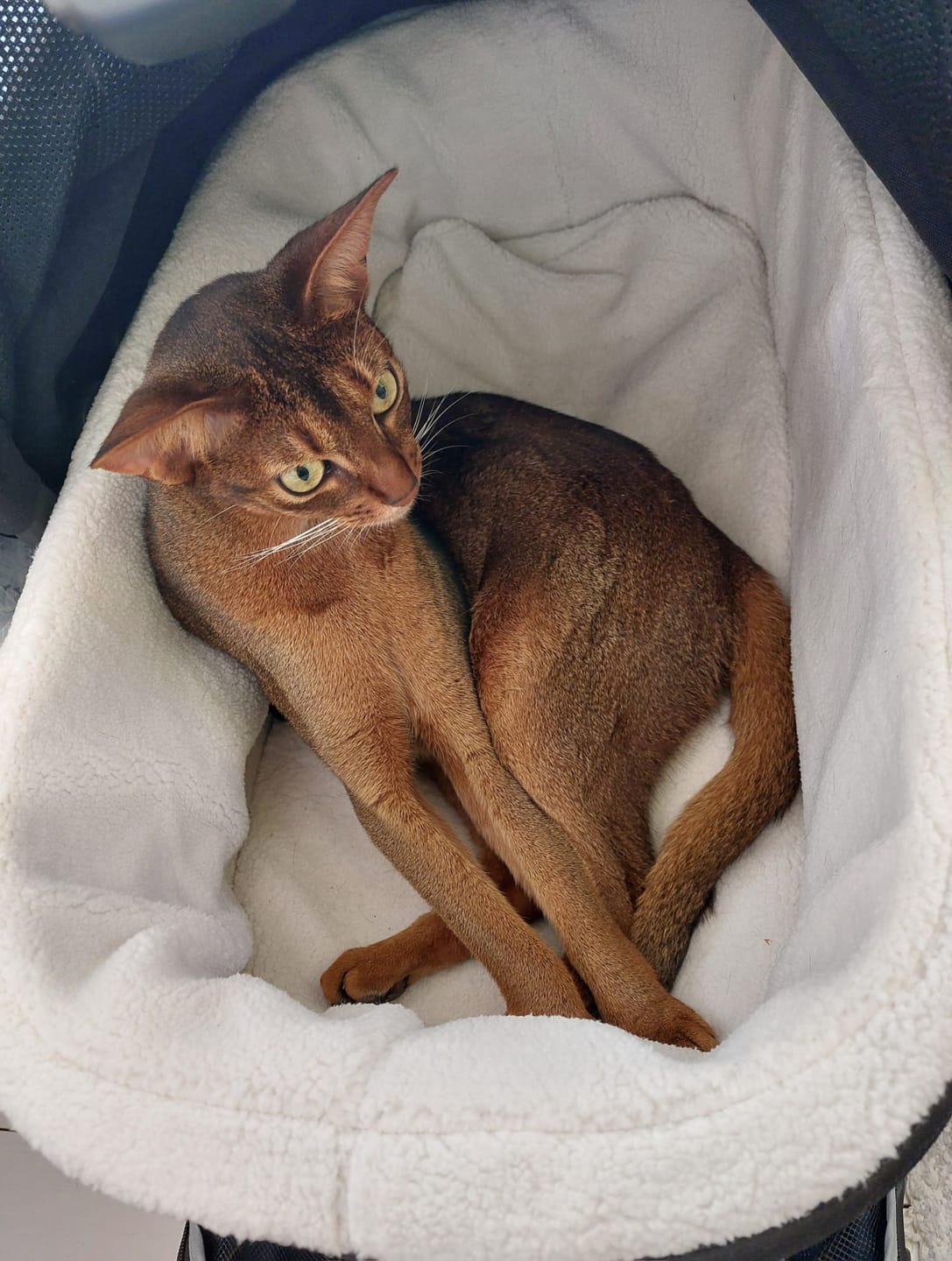 Customer photo review of Maeve ISO6X Travel System - Lemmikkirattaat