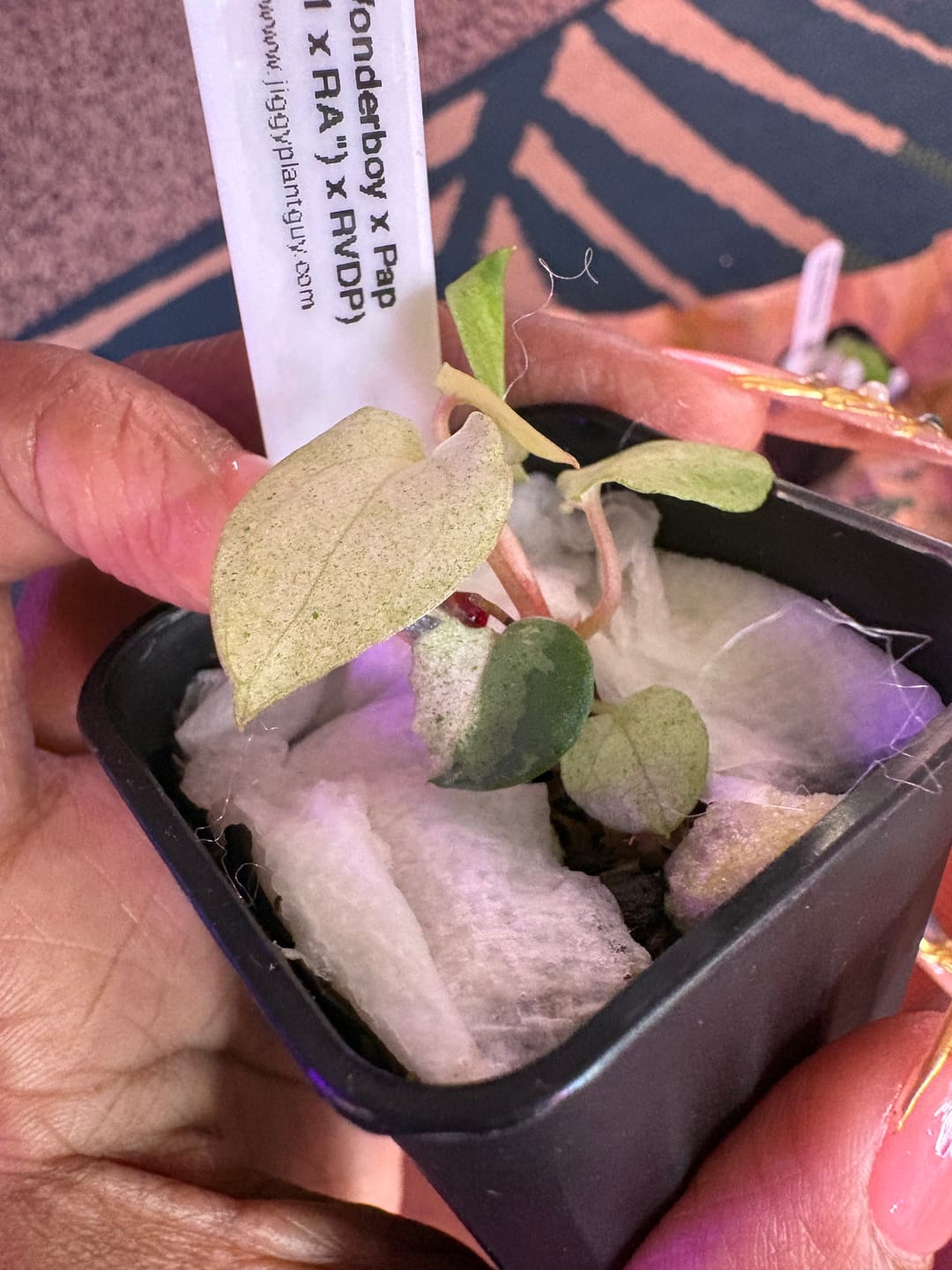 Customer photo review of Non Variegated "Tutti Frutti" :: (Variegated Wonderboy × Pap) × (Carla × RVDP)