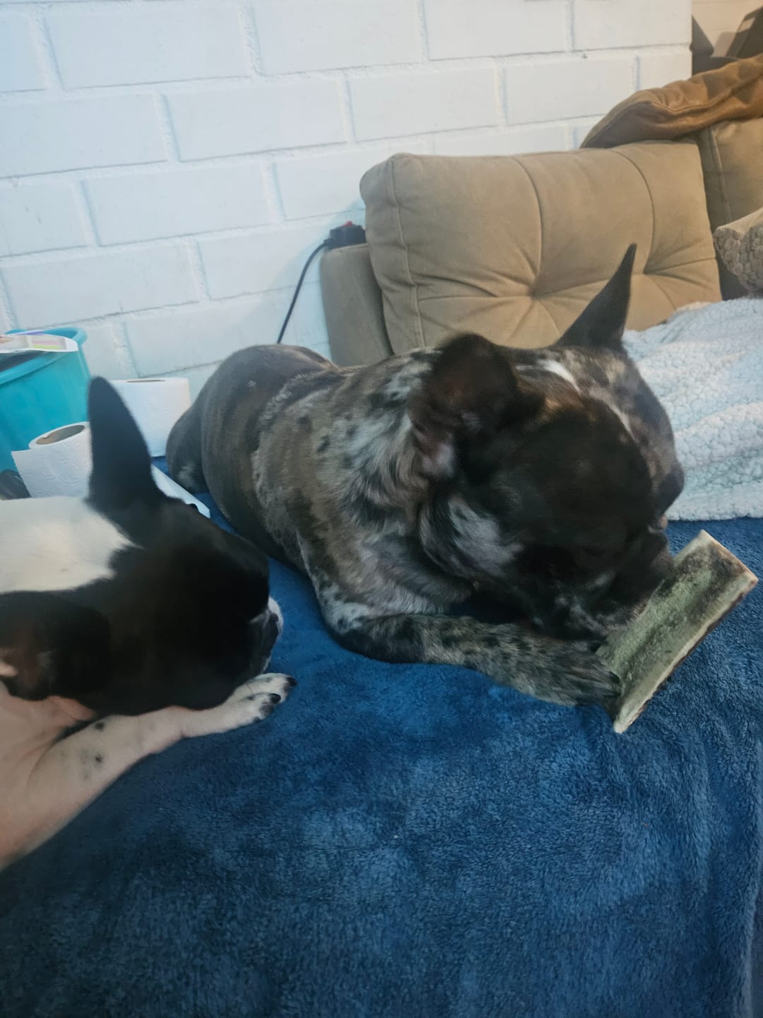 Customer photo review of Asta de ciervo para perros - Principiante