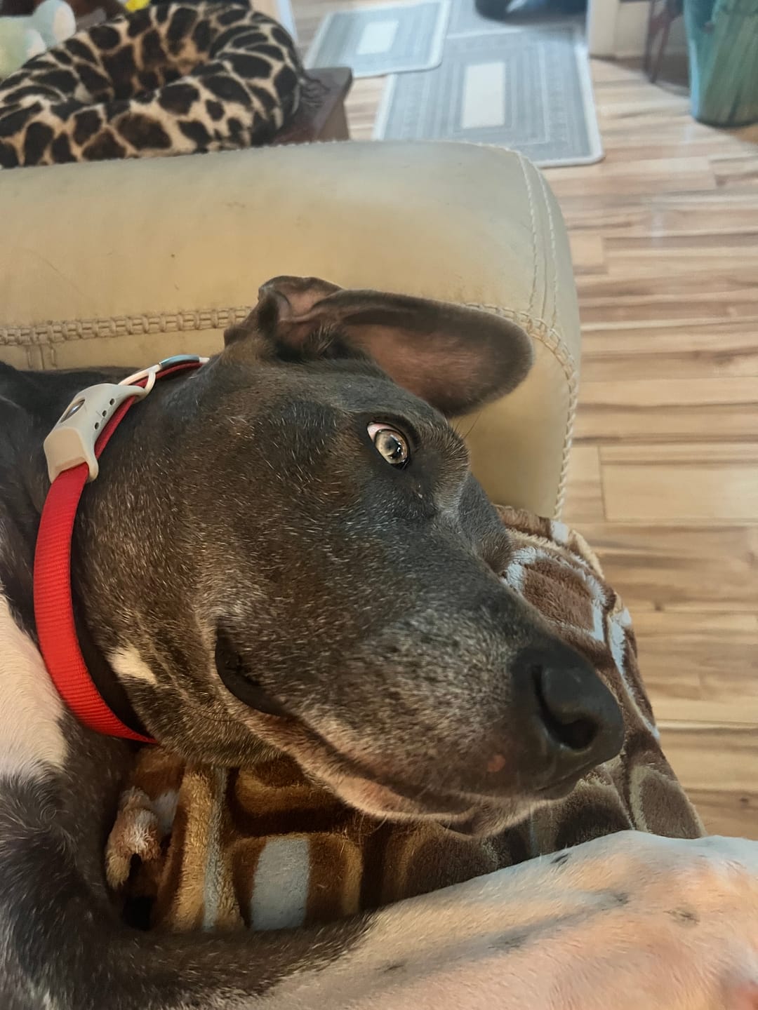 Customer photo review of FurSure - 12 Months Flea & Tick Free