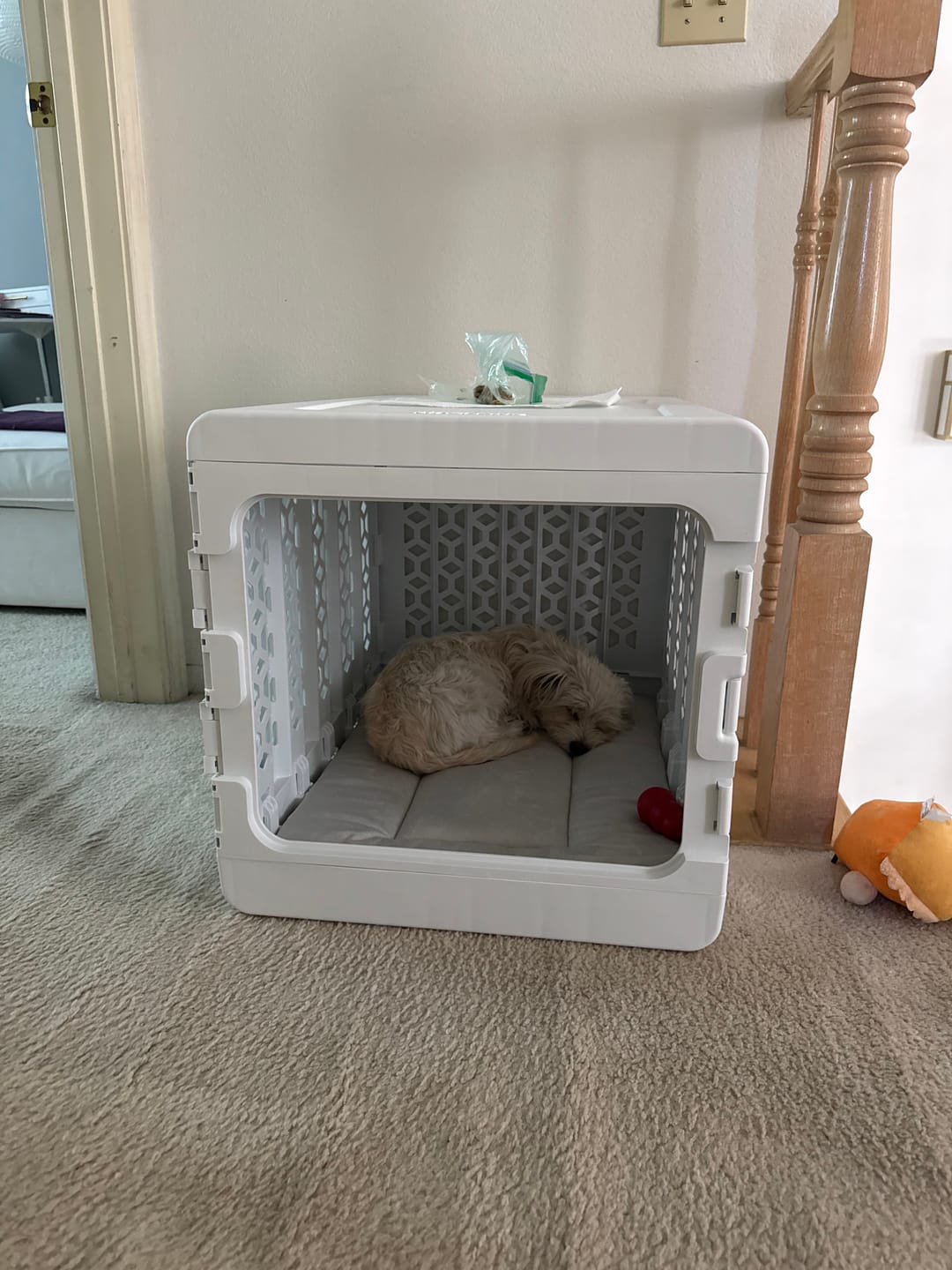 Customer photo review of PAWD®  Modern Collapsible Dog Crate