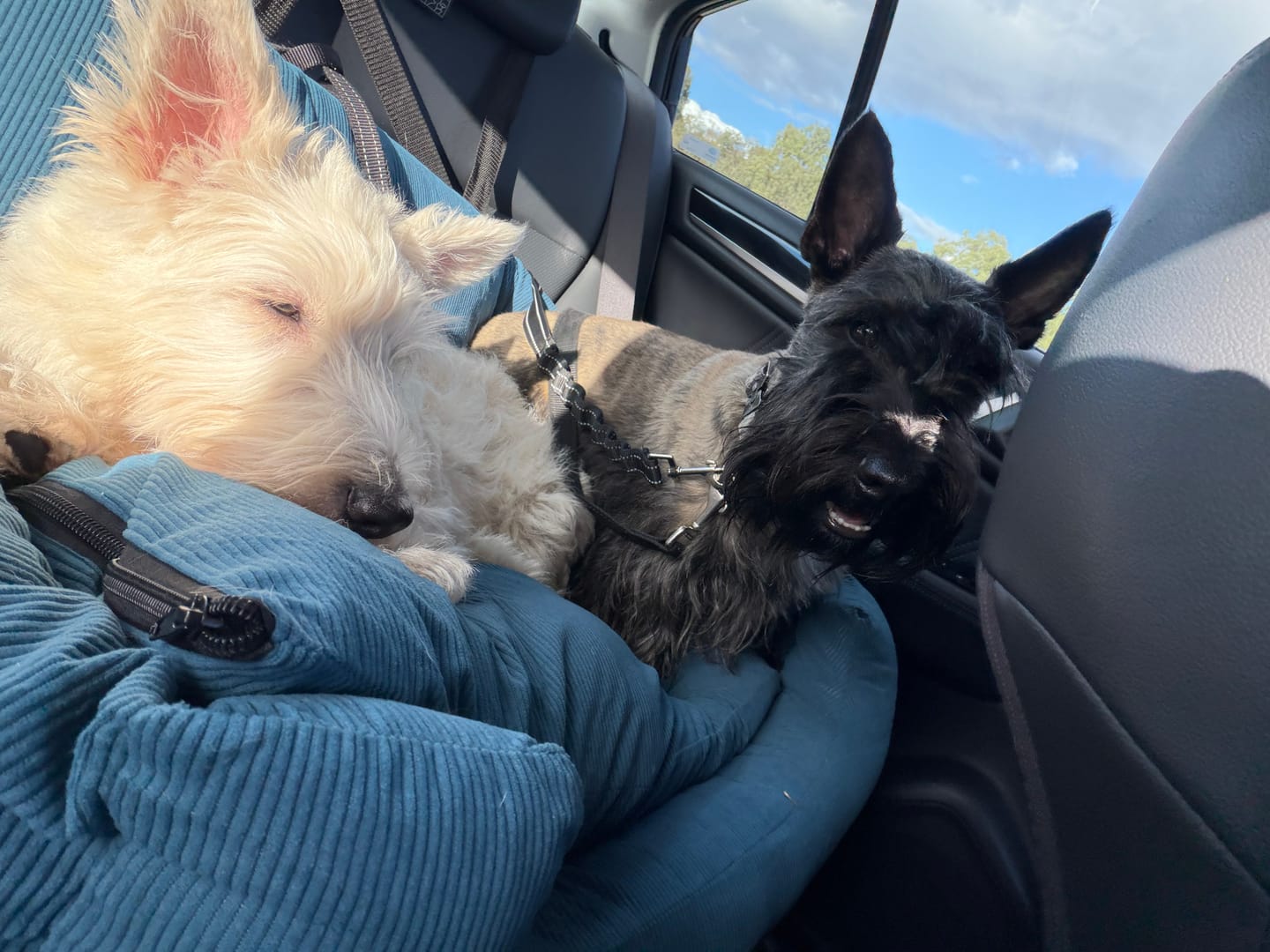 Customer photo review of Dog Car Booster Seat