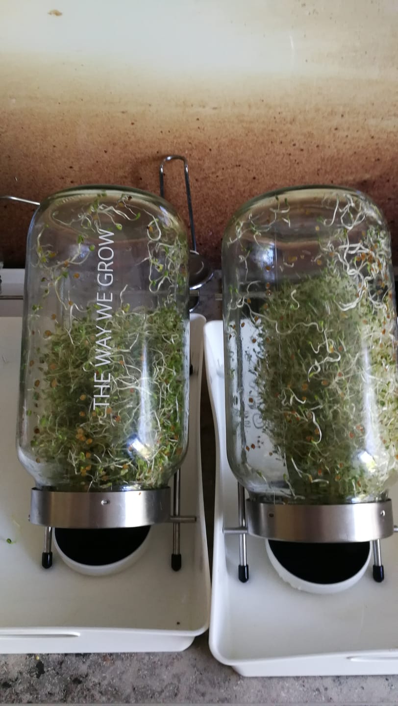 Customer photo review of Keimglas Biosprosser 3100ml aus Glas mit Ständer