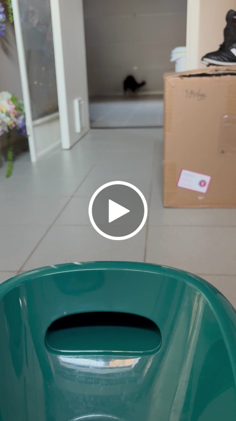 Customer video review of Pet Perfect - ETPU ballen - geschikt voor XL Ballenwerper - 64mm