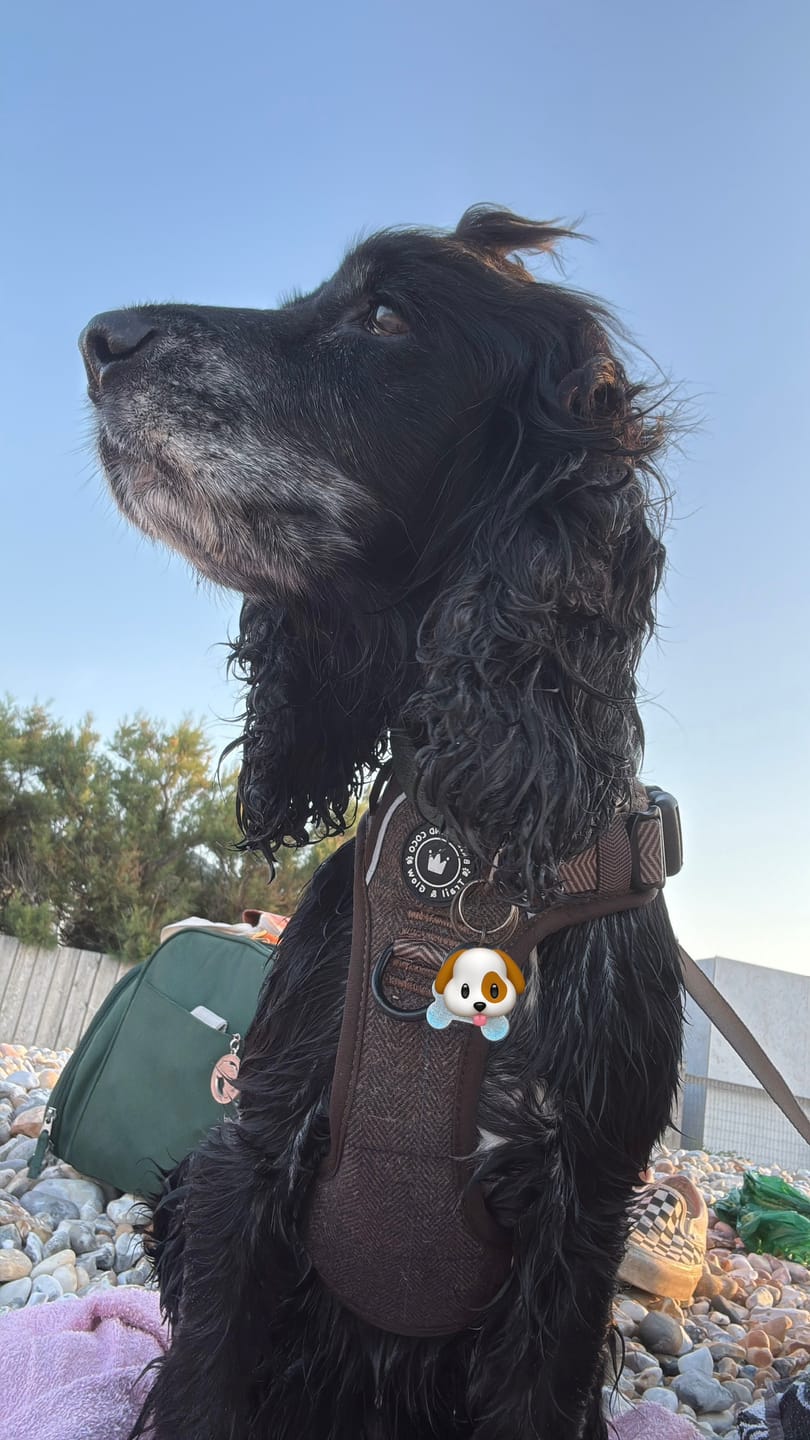Customer photo review of Trail & Glow Tweed Dog Harness - Oxford Tweed