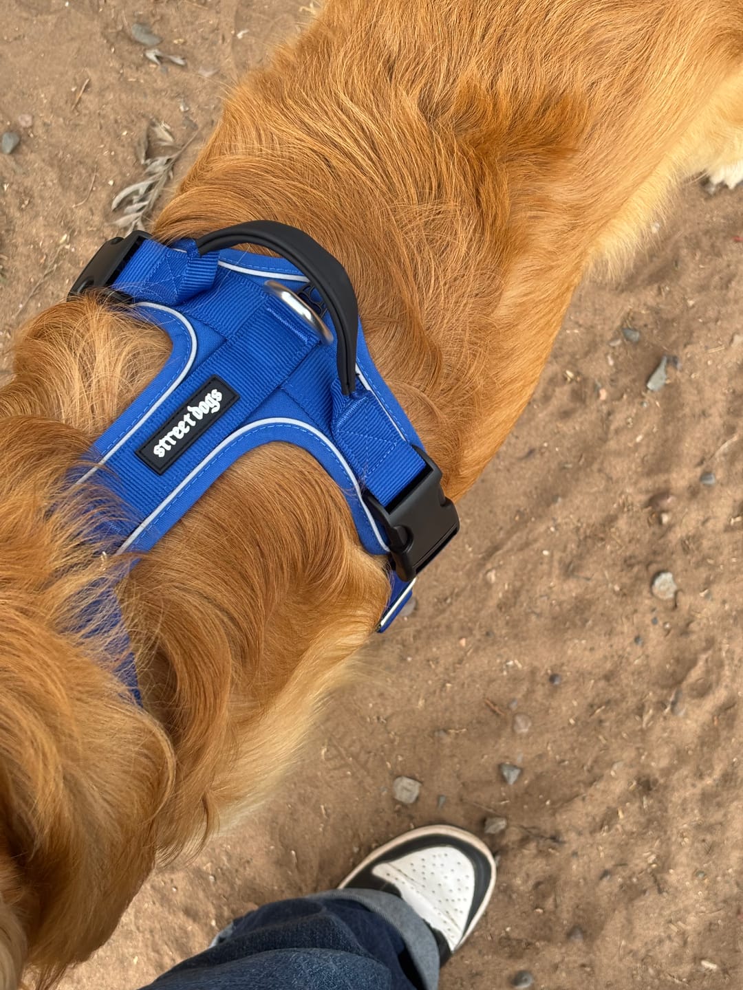 Customer photo review of Arnés Aerosport para Perros - Street Dogs - Blue