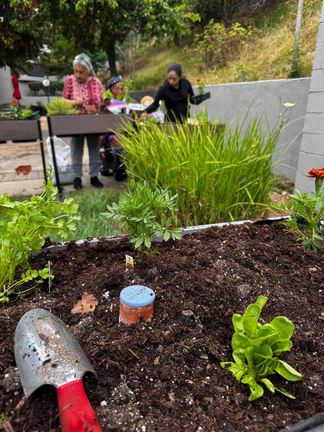 Customer photo review of Garden Olla Watering Pot