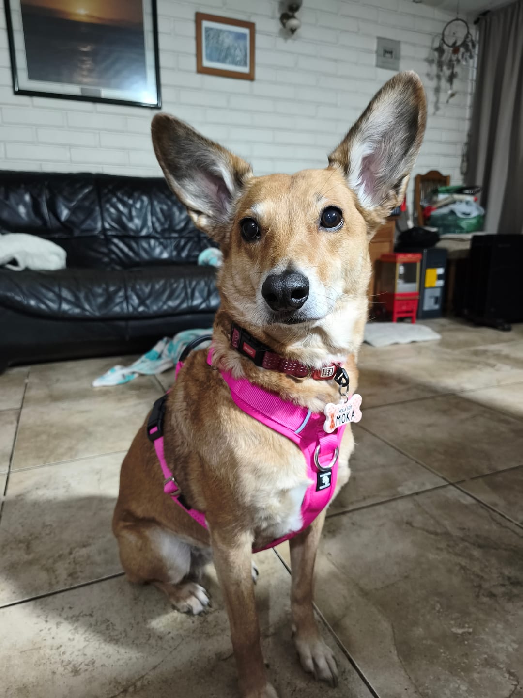 Customer photo review of Arnés Aerosport para Perros - Street Dogs - Pink