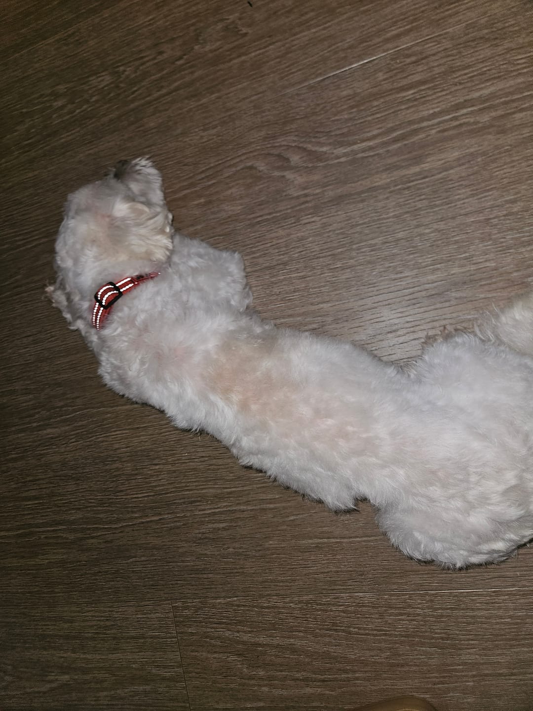 Customer photo review of Complément articulations | 60 bouchées