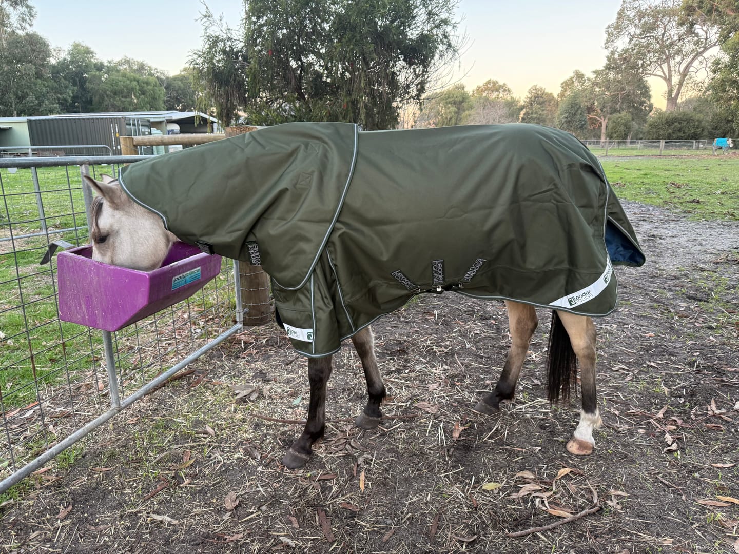 Customer photo review of LE Boxter Pony Turnout 50g
