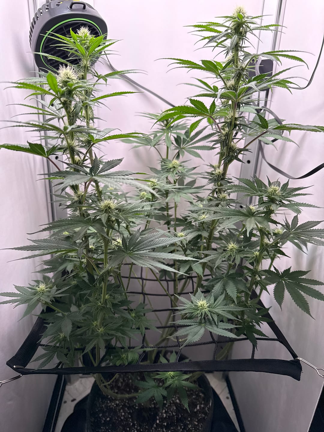 Customer photo review of Sweet Tooth Seed Bundle - 4 Strains - 48 Feminized Seeds