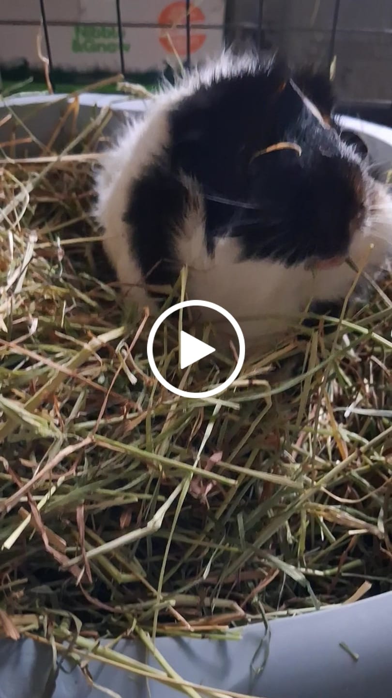 Customer video review of Second Cut Timothy Hay - Ultra Premium Canadian Hay for Rabbits and Guinea Pigs