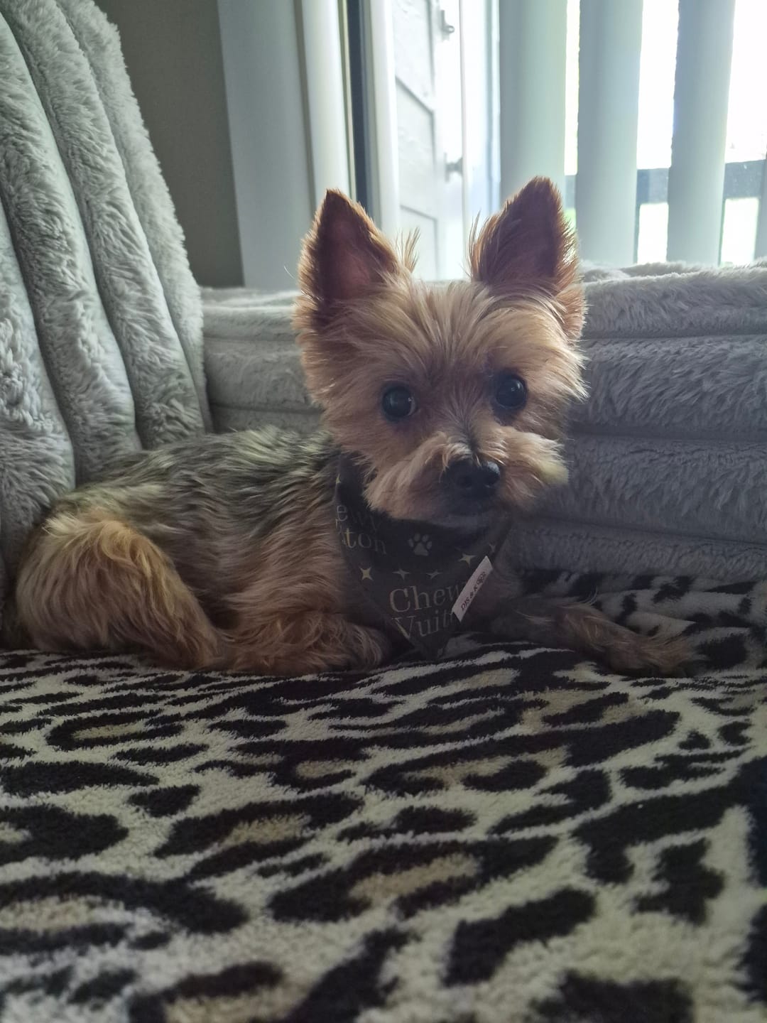 Customer photo review of Chewy Vuiton Reversible Dog Bandana
