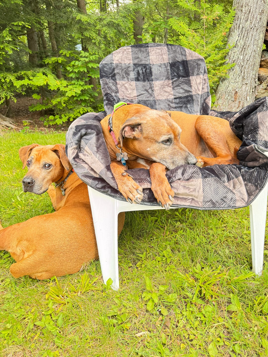 Customer photo review of The Chair Blanket