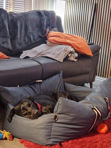 Customer's black dog resting comfortably in the blue Dog Dock V2 inside a living room.