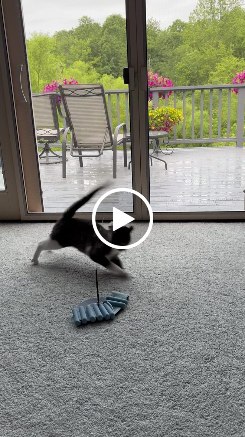 Customer video review of Interactive Bird Simulation Cat Toy Hybrid Bundle