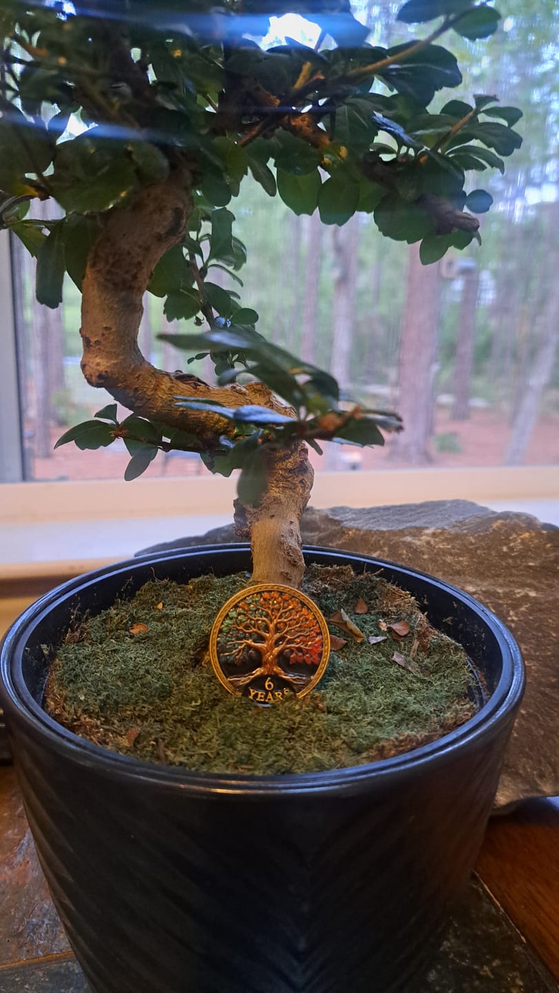 Customer photo review of Tree of Life Affirmation Sobriety Coin Gift Set - Multicolor