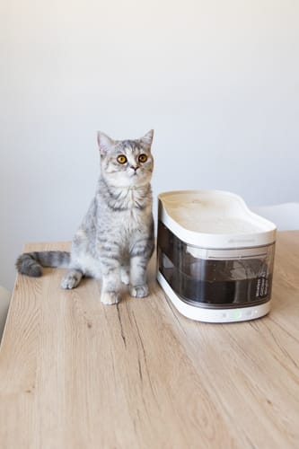 Customer photo review of Wireless Weight-Sensing Pet Fountain