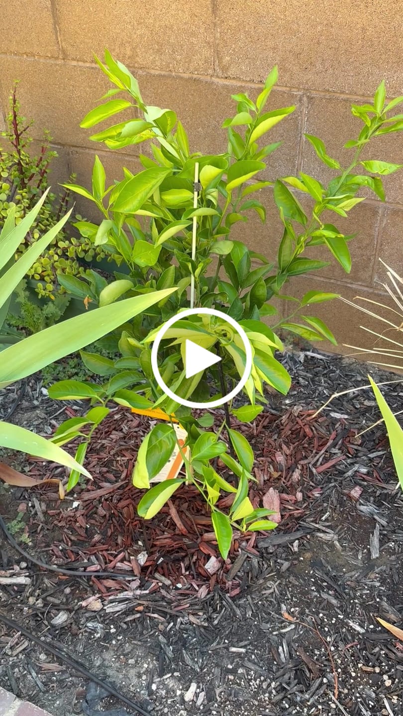 Customer video review of Plant Juice