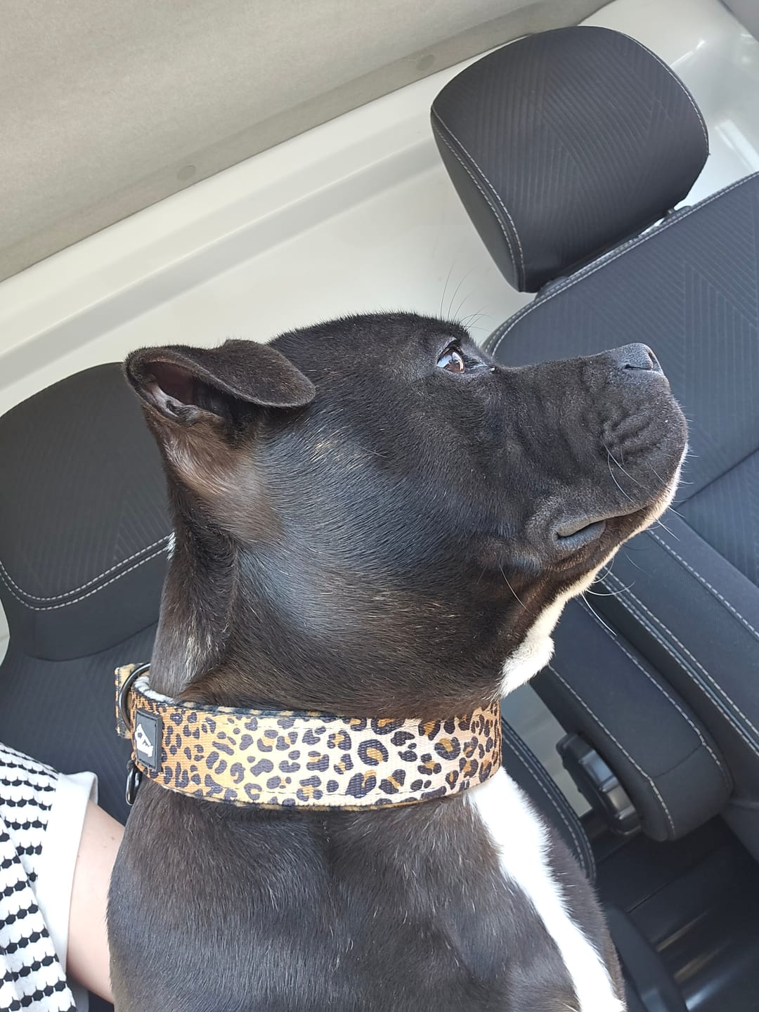 Customer photo review of Active Komfort Leopard - Brett slitstarkt hundhalsband med spänne
