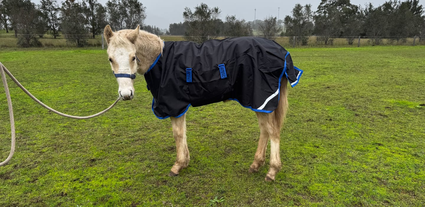 Customer photo review of Amigo Ripstop 900D Foal Turnout 50g