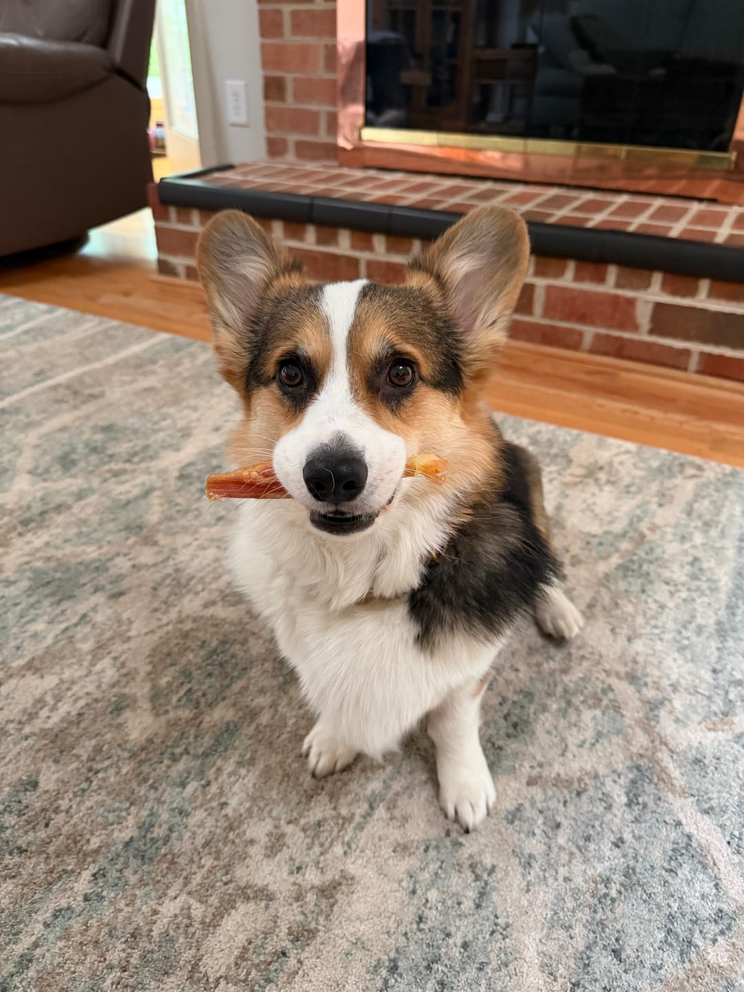 Customer photo review of 4-6 Inch Beef Tendon Dog Chews