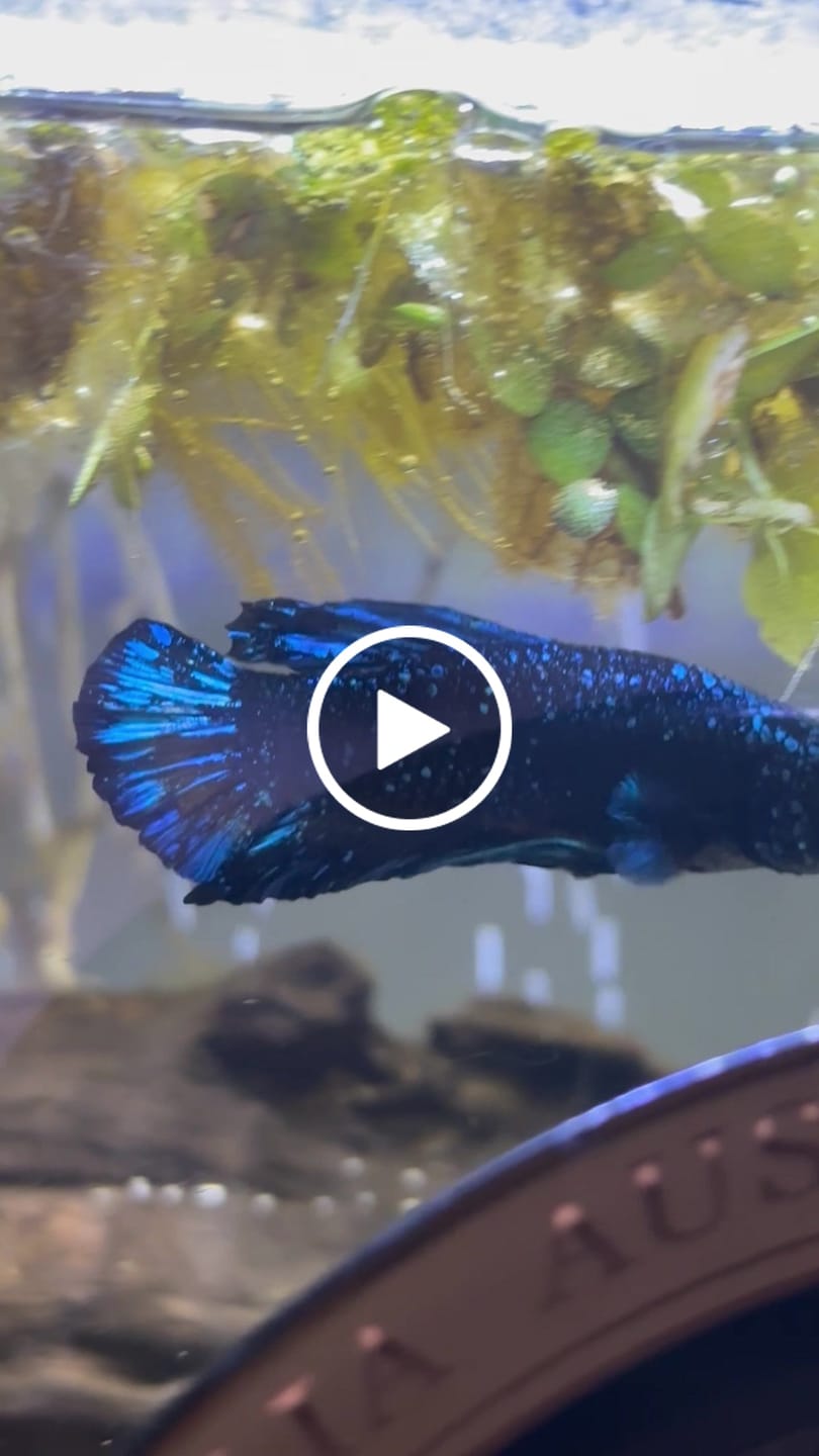 Customer video review of Rare Avatar Betta Fish (Male)