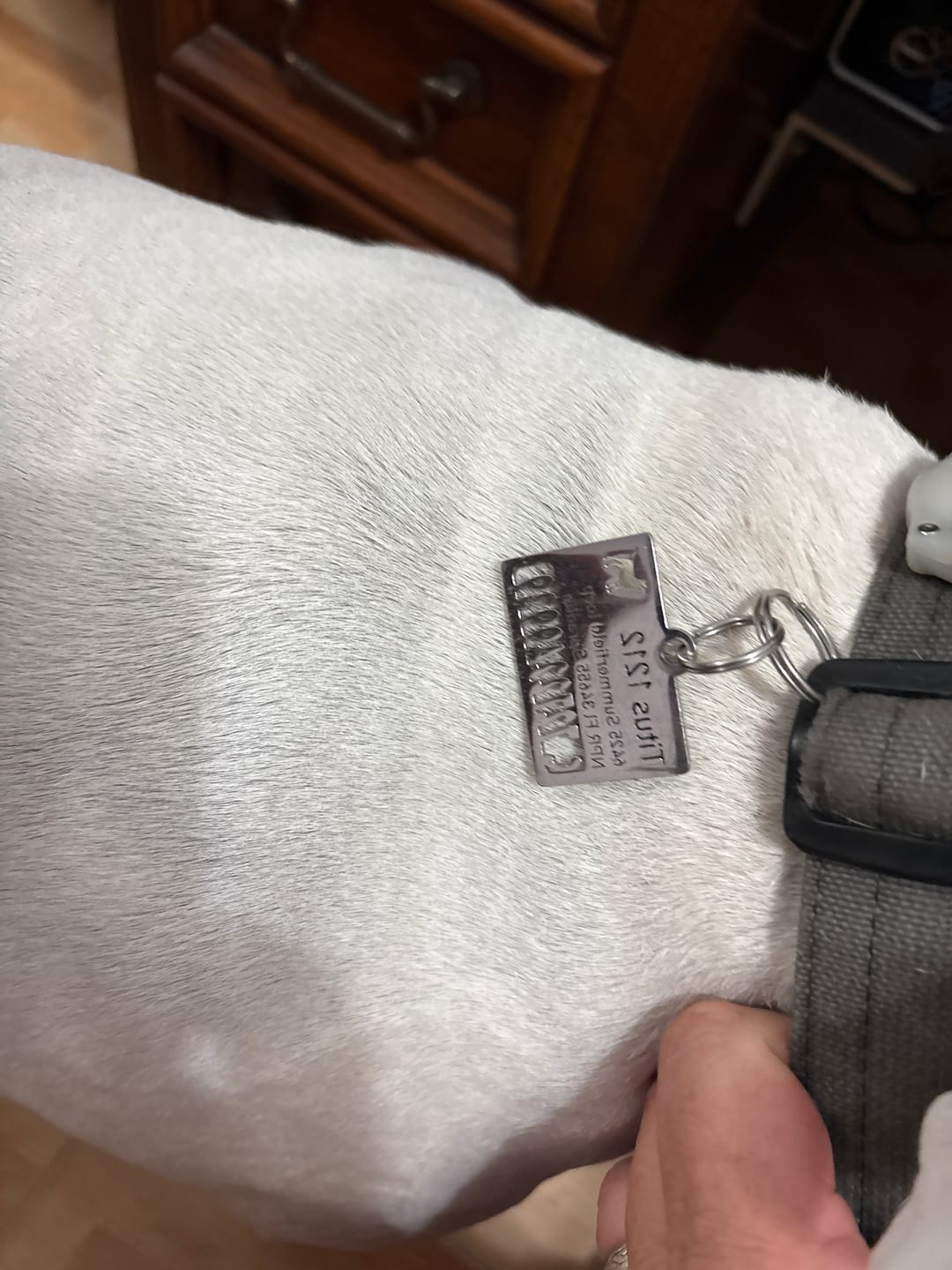 Customer photo review of Hollow-carved Dog ID Tags