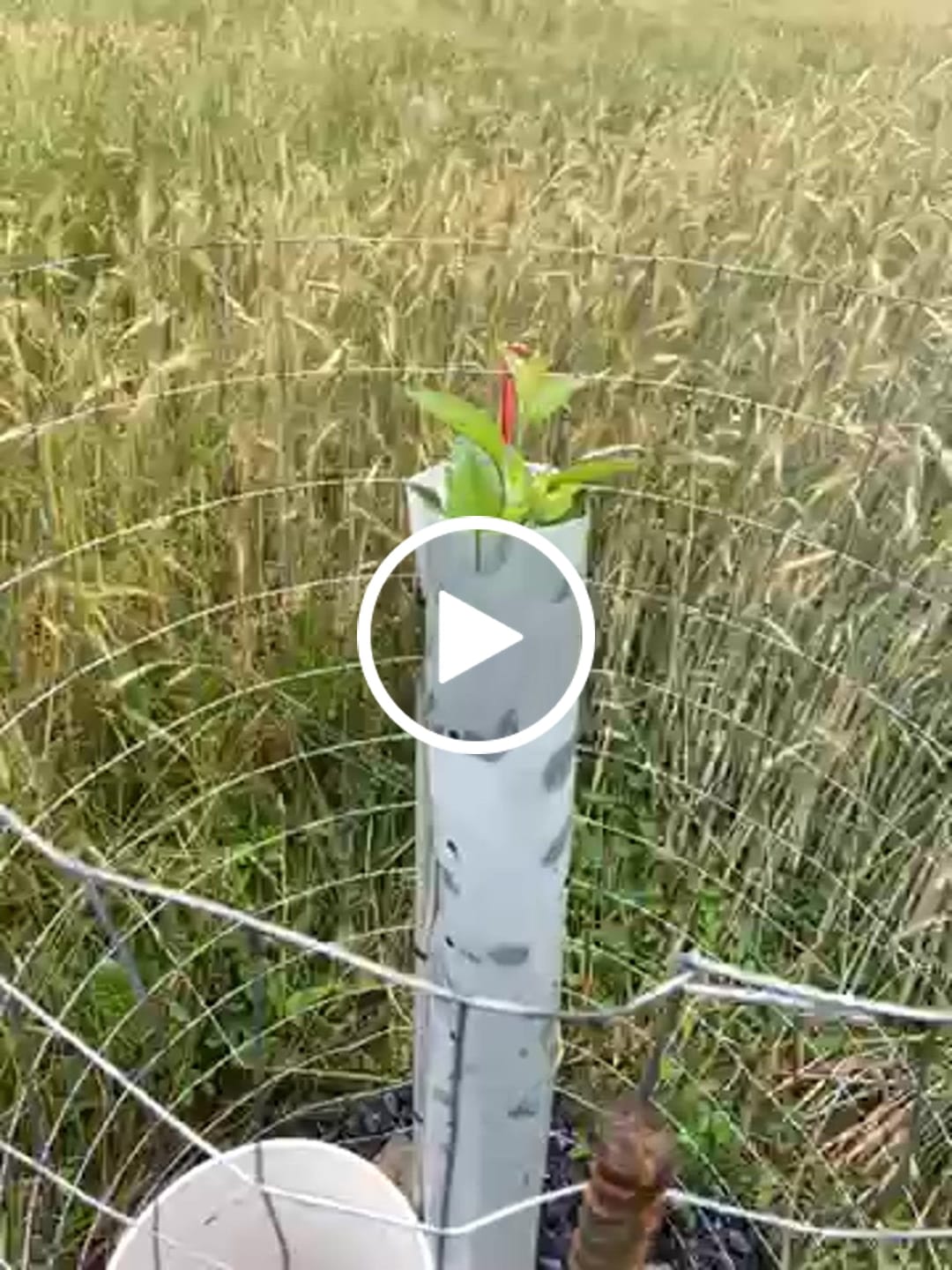 Customer video review of Tree Pro Grow Tubes